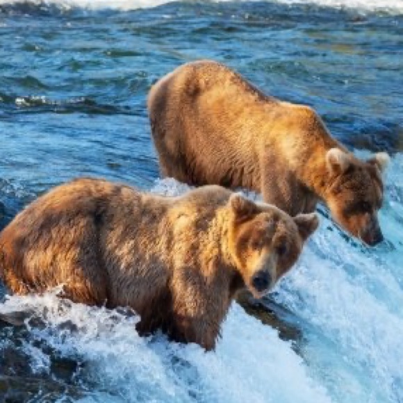 bearsanddogs